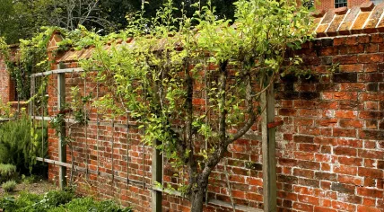 A pruned fruit tree forms a shape with a process known as espalier. 2012