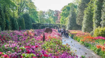 Flowers in the Keukenhof on 5 May 2024