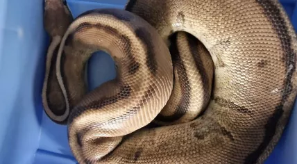 Ball python found at the Hockey Association Spijkenisse, May 2024