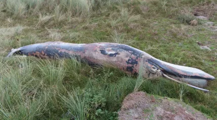 A minke whale washed up on the Rottumerplaat, a Wadden Island north of Groningen. November 2020