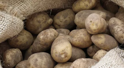 Potatoes