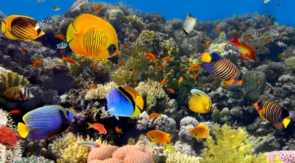 Coral reef