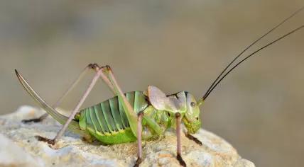 Ephippiger diurnus female, also known as the saddle locust