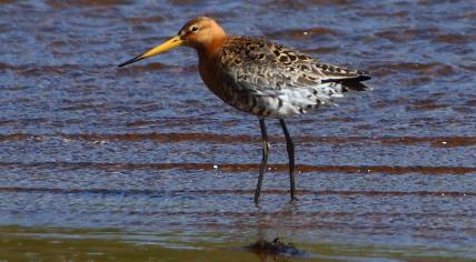 A black-tailed godwit spotted on the beach.