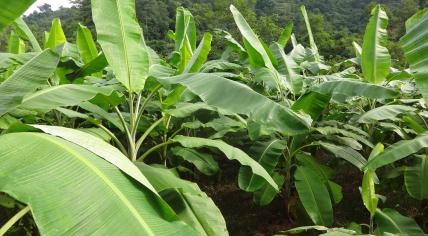 Banana plants growing at an agricultural site