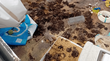 image of a dirty attic where many cats had been living in the Westerkwartier, Groningen.