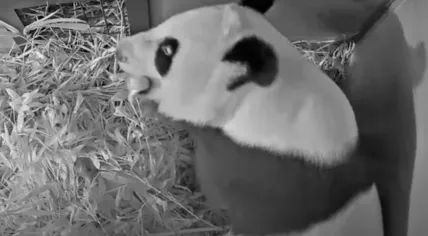 Baby panda born at Ouwehands Zoo in Rhenen, 12 July 2024