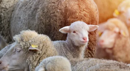 A flock of sheep