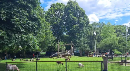 Goats at the Natuurcentrum Gorinchem, 9 June 2024