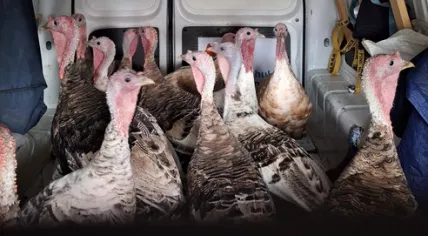 Thirteen turkeys found running loose in Holselersdijk, Zuid-Holland. 20 August 2024