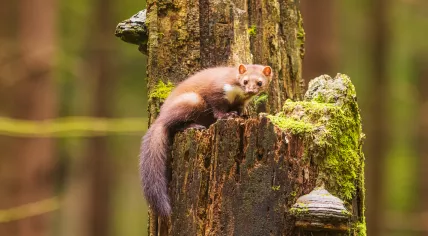 Beech marten (Martes foina), also known as the stone marten sitting on a tree stump
