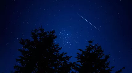 Tree silhouettes and a shooting star