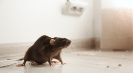 A brown rat in a home