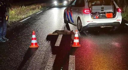 Police investigating three dead wolves on the N310 near De Hoge Veluwe National Park near Otterlo, 26 September 2024