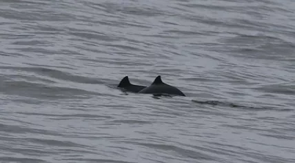Two porpoises spotted on 17 February 2024
