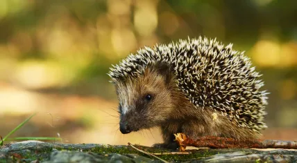 A young hedgehog in it's natural habitat.