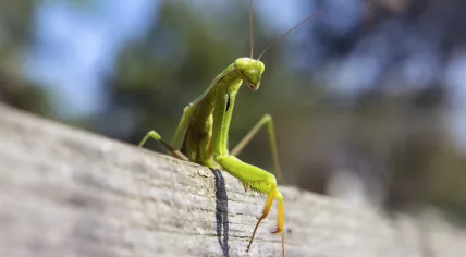 European praying mantis