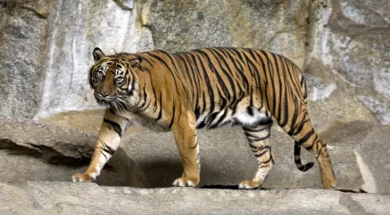 Sumatran tiger in the zoo