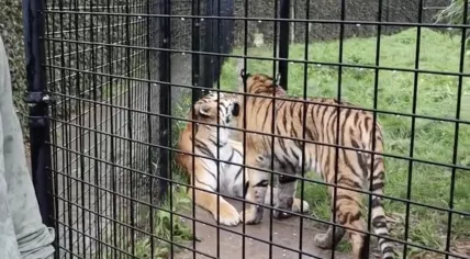 Siberian tigers Kuma and Bodhana will hopefully help repopulate the species in Kazakhstan. September 2024