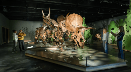 Triceratops: the herd - An exhibition at Naturalis in Leiden showing off the museum's five triceratops skeletons