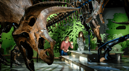 Triceratops: the herd - An exhibition at Naturalis in Leiden showing off the museum's five triceratops skeletons