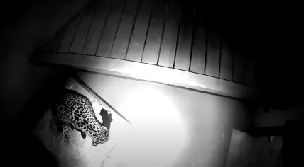Baby jaguar born at Artis Zoo, 22 October 2024