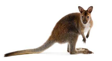 A wallaby on a white background