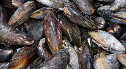 Natural mussel shells
