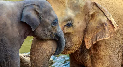 Young elephants are especially vulnerable to EEHV