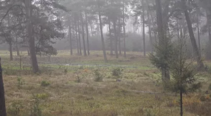 A somewhat foggy autumn morning in the Hoge Veluwe National Park in Gelderland. 15 November 2024