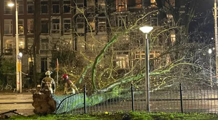 Tree fell from the garden of the KIT and WereldMuseum on to Linnaeusstraat in Amsterdam-Oost, knocking out tram service, 27 November 2024