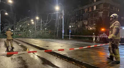 A tree fell from the garden of the KIT and WereldMuseum on to Linnaeusstraat in Amsterdam-Oost, knocking out tram service. 27 November 2024