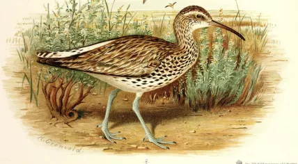 Numenius tenuirostris is now officially extinct for 29 years