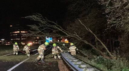 Firefighters work to remove a tree that was knocked over along the A27 near Oosterhout during Storm Conall. 27 Nov. 2024