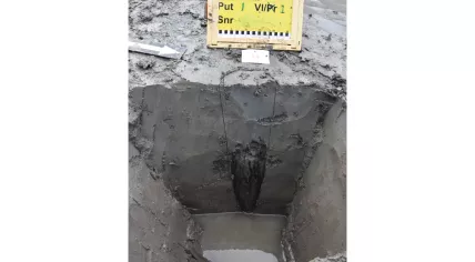 The point of a wooden post from the Roman road, deeply driven into the clay