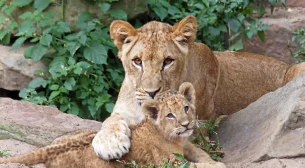 A mother with her cub