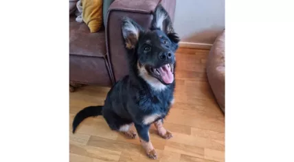 Bobby, a Bohemian Shepherd believed to be the center of a dispute that led to a fire in Vroomshoop in which two people died. December 2024