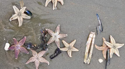 Weather conditions and activity at sea can see hundreds, if not thousands of starfish and other sea creatures wash ashore at the North Sea coast. Photo taken in Noordwijk. 9 Feb. 2017