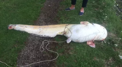Giant catfish washes ashore in Zwijndrecht, Zuid-Hooland, 24 Jul 2017