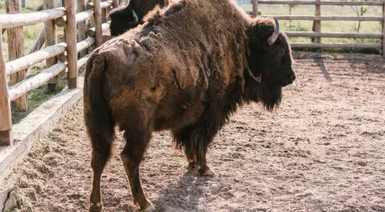 Buffalo farm.