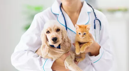 Veterinarian with a cat and a dog.