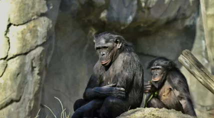 Bonobos at a zoo.