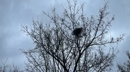 Gusty winds passed through Amsterdam ahead of a weather alert. 6 January 2025