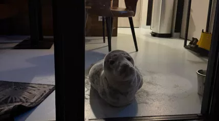 A grey seal found napping in a hotel room at the Pier 7 Strandpaviljoen in Vlissingen, 4 February 2025