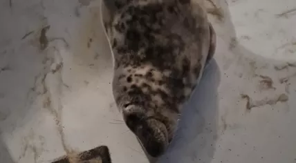A grey seal found napping in a hotel room at the Pier 7 Strandpaviljoen in Vlissingen, 4 February 2025