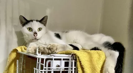 Wonder, a cat who survived 4 weeks in a container with no food, water, or light en route from Moerdijk to Curacao. February 2025