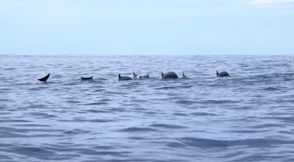 Dolphins.
