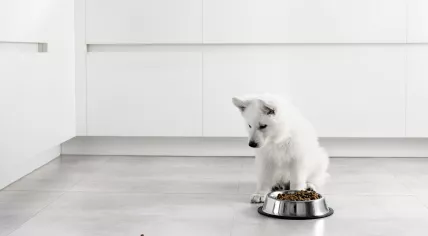 A dog with its bowl.