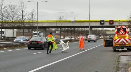 Rijkswaterstaat employees trying to wrangle a swan off the A2 highway near the Empel junction, 24 February 2025