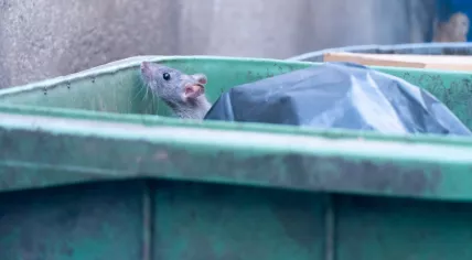 A brown rat in a green bin